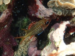 Neoniphon vexillarium
