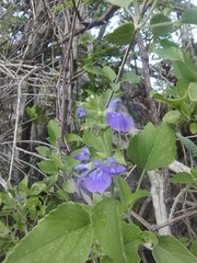 Salvia similis