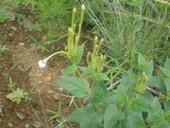 Mirabilis longiflora