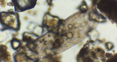 Loxodes magnus