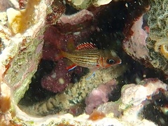 Neoniphon vexillarium
