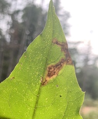 Liriomyza orilliensis