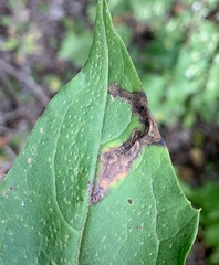 Liriomyza orilliensis