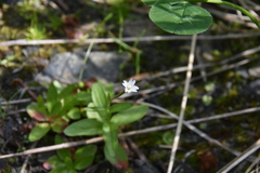 Epilobium lactiflorum