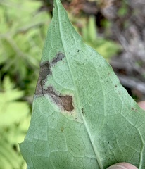 Liriomyza orilliensis