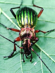 Carabus auronitens