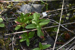 Epilobium lactiflorum