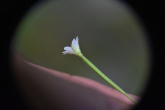 Epilobium lactiflorum
