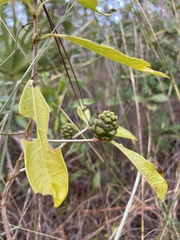Morinda royoc