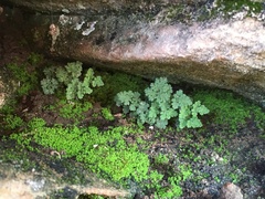 Myriopteris gracilis