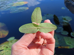 Hypericum virginicum