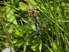 Leucorrhinia albifrons
