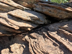 Myriopteris gracilis