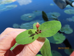 Hypericum virginicum