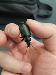 Calosoma