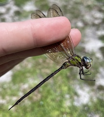 Triacanthagyna trifida