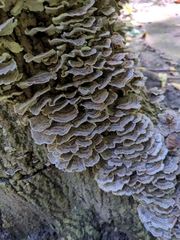Polyporaceae