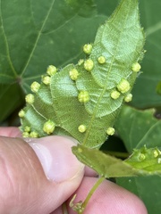 Daktulosphaira vitifoliae