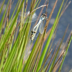 Erythromma najas