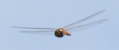 Pantala