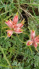 Castilleja moranensis