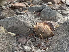 Mammillaria petrophila