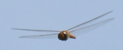 Pantala