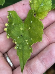 Daktulosphaira vitifoliae