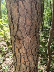 Pinus virginiana