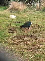 Porphyrio hochstetteri