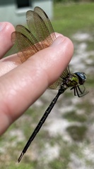 Triacanthagyna trifida