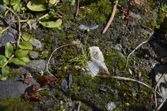 Sagina saginoides