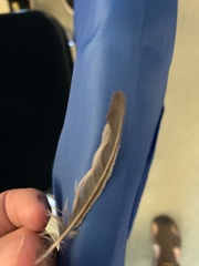 Melopsittacus undulatus