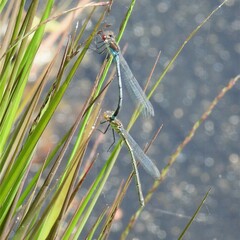 Erythromma najas
