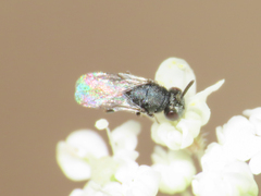 Pteromalidae