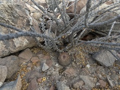 Mammillaria petrophila