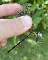 Triacanthagyna trifida