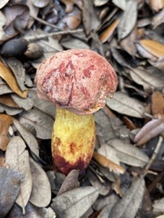 Hortiboletus rubellus