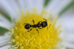 Tetramorium caespitum