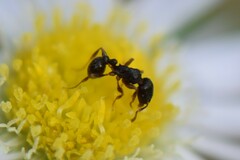 Tetramorium caespitum