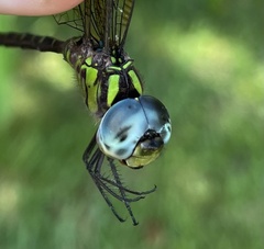 Triacanthagyna trifida