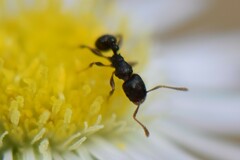 Tetramorium caespitum