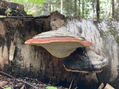 Fomitopsis