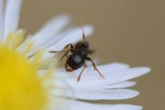 Tetramorium caespitum