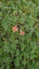 Castilleja moranensis