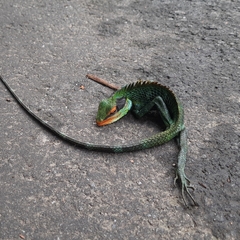 Calotes grandisquamis