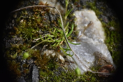 Sagina saginoides