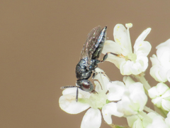 Pteromalidae