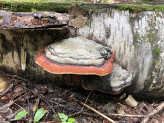 Fomitopsis