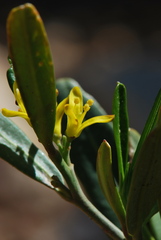 Cneorum tricoccon